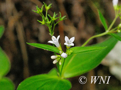 Purple Bluet (Houstonia purpurea)